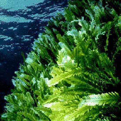 Algele verzi ar putea salva lumea de încălzirea globală