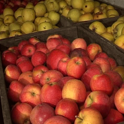 Pomicultorii dâmboviţeni se plâng că nu sunt susţinuţi să-şi vândă marfa