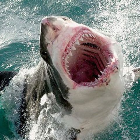 Rechinii au muşcături stângace