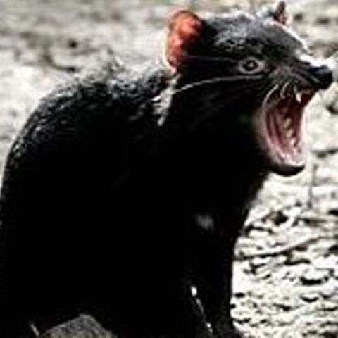 Gard pentru salvarea diavolilor tasmanieni