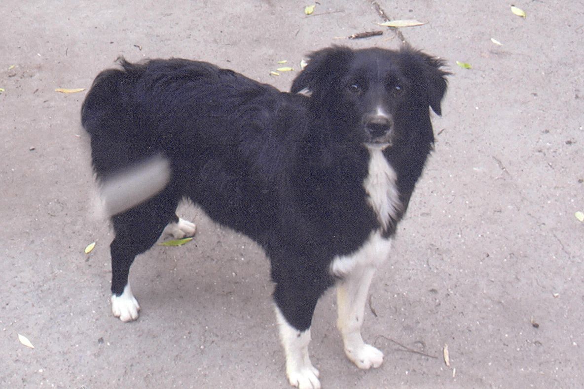 Căţeluşa Pishpy s-a pierdut. Ajutaţi-ne să o găsim