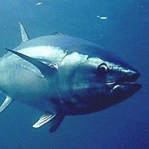 Japonezii au plătit 75.000 de euro pentru un ton de 128 de kilograme 