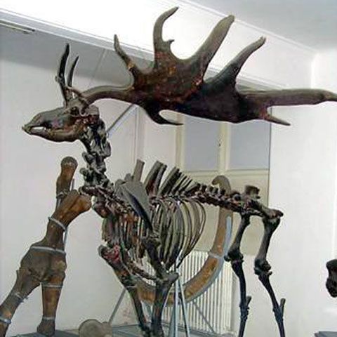 Muzeul Antipa din Bucureşti se închide 15 luni, pentru modernizare