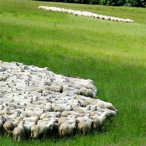 Australia, ţara în care sunt mai multe oi decât oameni