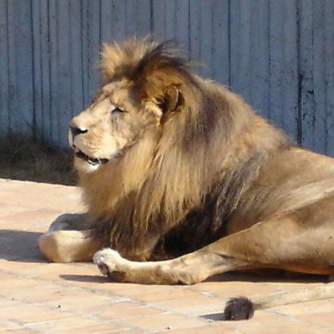 Animalele exotice de la Zoo Sofia se încălzesc la lămpi cu ulei