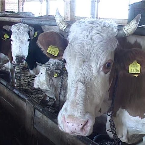 Ministerul Agriculturii are de plătit peste 410 milioane lei fermierilor