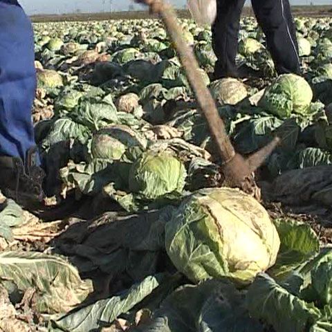 Din cauza gerului şi a lipsei stratului de zăpadă, culturile au îngheţat 