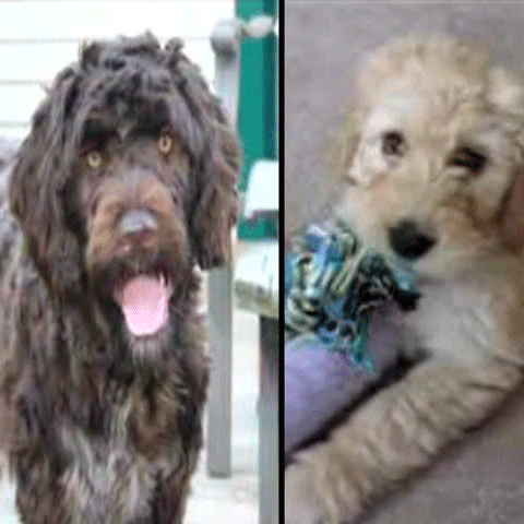 Barack Obama nu ştie încă ce câine să-şi aleagă pentru Casa Albă 