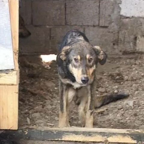 Câinii din adăpostul din Brad tremură de frig şi de foame