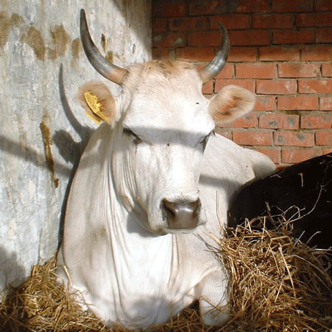 Echipele ISU Arad au salvat o vacă din râul Mureş 