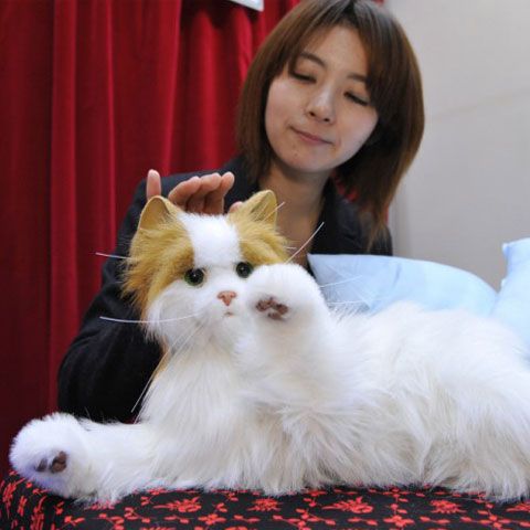 Robo-pisica: Cel mai bun "torcător" pentru stăpânii cu alergie