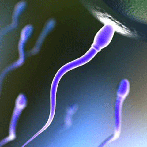 Bărbaţii inteligenţi au sperma mai bună 