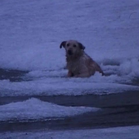 Un căţel a fost salvat din Mureşul îngheţat cu ajutorul pompierilor şi al pescarilor