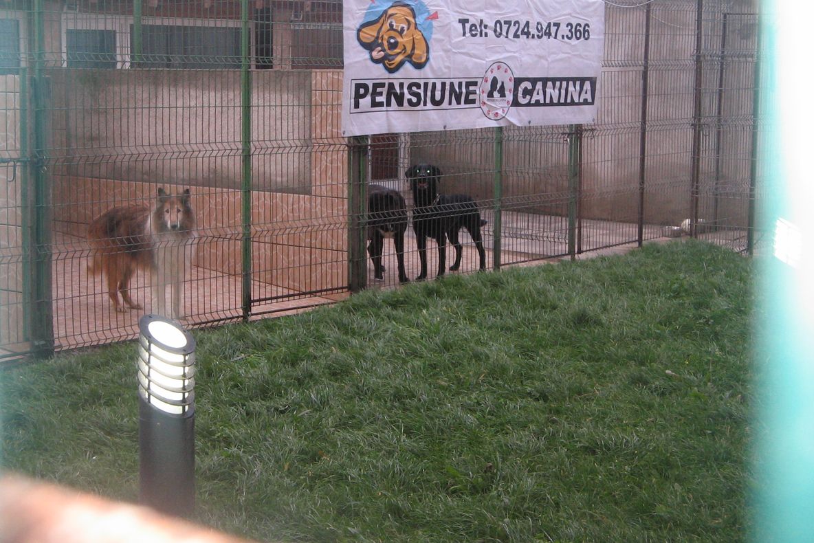 Salvaţi-l pe Vulpe, căţelul collie care riscă să fie eutanasiat