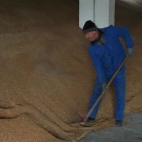 Hambarele din Vrancea sunt pline cu recoltele de grâu de anul trecut 