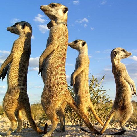 Oamenii fac alegeri influenţaţi de lideri, suricatele îşi urmează mai mult instinctele