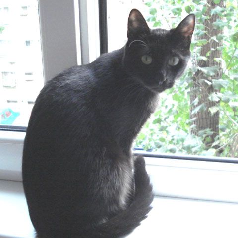 În Japonia, pisicile negre aduc noroc