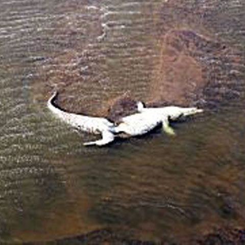 O infecţie a provocat moartea a 170 de crocodili din parcul Kruger