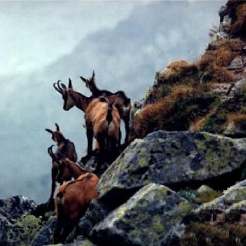 Trei argeşeni sunt cercetaţi pentru braconaj după ce au împuşcat o capră neagră