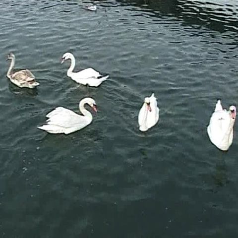 Un stol de opt lebede a poposit în Portul Tomis din Constanţa 