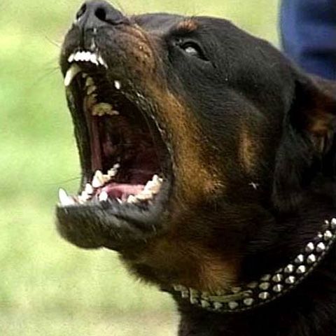 Un copil de trei ani din Cluj-Napoca a fost muşcat de cap de un rottweiler 