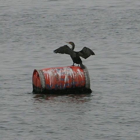 Substanţe chimice, care schimbă sexul animalelor, au invadat râurile din Marea Britanie