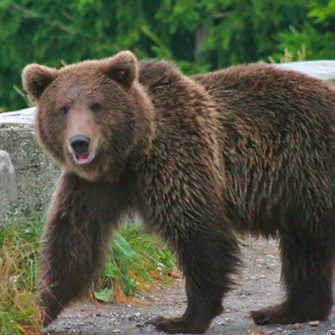Direcţia Silvică Covasna a solicitat derogare ca să împuşte ursul care a ucis un om la Comandău