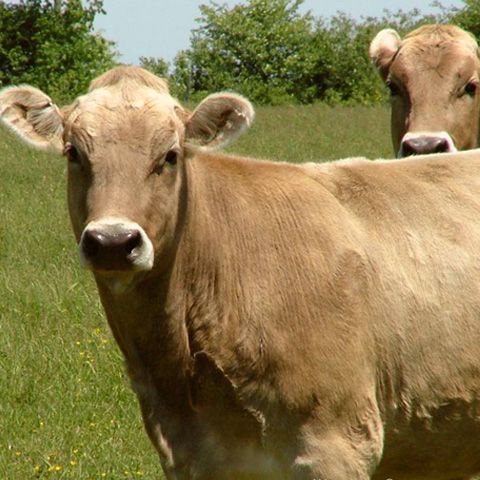 Crescătorii de bovine vor primi subvenţiile din 2008 în valoare de peste 200 de milioane de lei