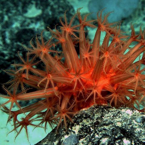 Creaturi marine "bizare" au fost descoperite în Australia