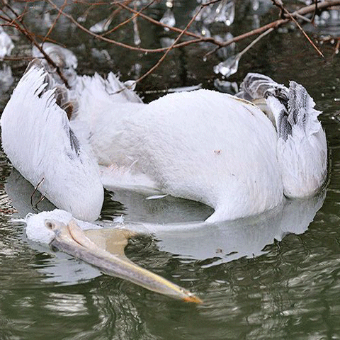 Păsări extrem de rare împuşcate în Rezervaţia Delta Dunării