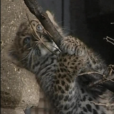 O grădină zoologică din Paris a prezentat publicului doi pui de leopard