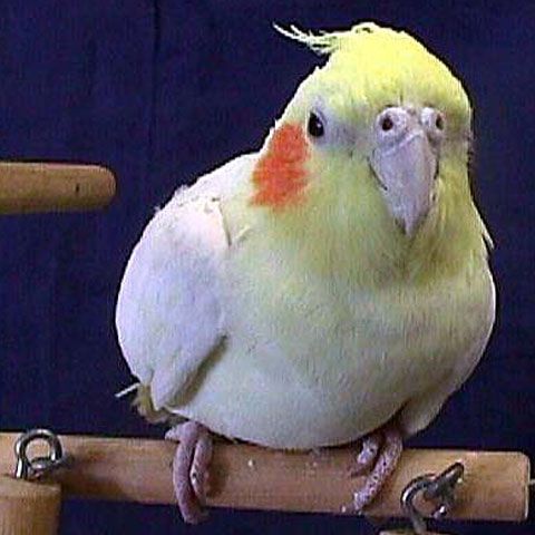 Autorităţile veterinare au instituit carantină de gradul 2 la Focşani, după apariţia a şase cazuri de pseudo-gripă aviară