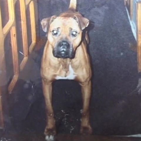 Un bărbat din Panciu, judeţul Vrancea, a împuşcat în cap câinele vecinului