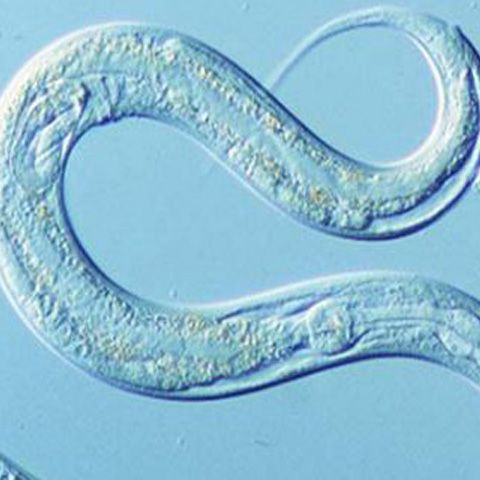 Oamenii de ştiinţă britanici vor trimite viermi în spaţiu