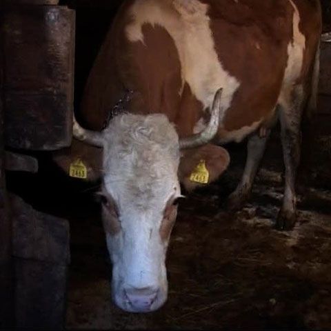 Bomba, motiv de dispută în familia lui Emil Boc - VEZI VIDEO