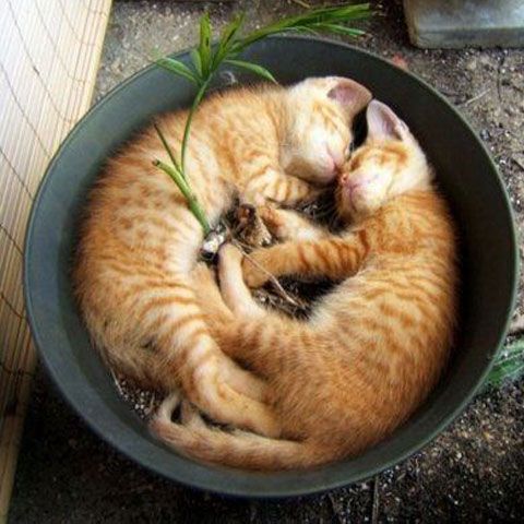 Cele mai ciudate locuri şi poziţii în care o pisică poate adormi - VEZI GALERIE FOTO