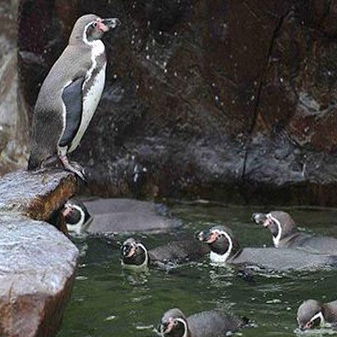 Un pinguin refuză să înoate pentru că-i este frică de apă