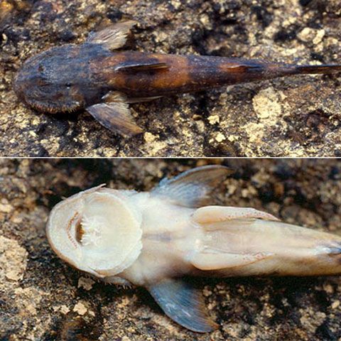 A fost descoperită o nouă specie de peşte care se caţără pe stânci