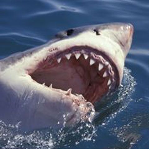 Pisici vii folosite ca momeală pentru a prinde rechini