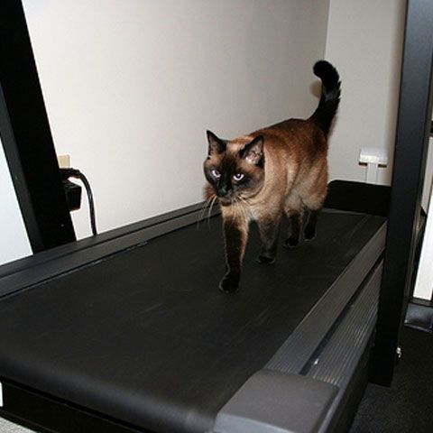 Clipul Zilei: Exclusiv pentru pisici! Slăbeşte şi eliberează-te de stres cu noua bandă de alergat