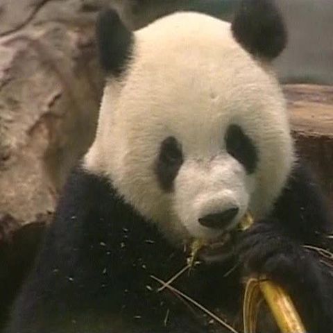 China a trimis Taiwanului o pereche de Panda uriaş 