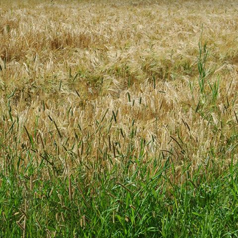 Fermierii ar putea cultiva doar plantele care reflectă radiaţia solară