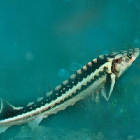 ANPA a achiziţionat 85.000 puieţi de sturion pentru Programul de Populare a Dunării