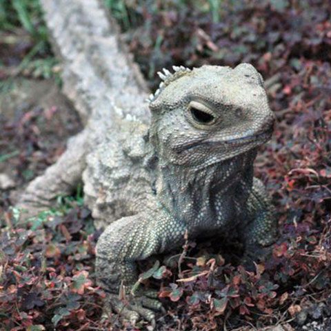 Şopârla Henry, în vârstă de 111 ani, devine tătic pentru prima oară