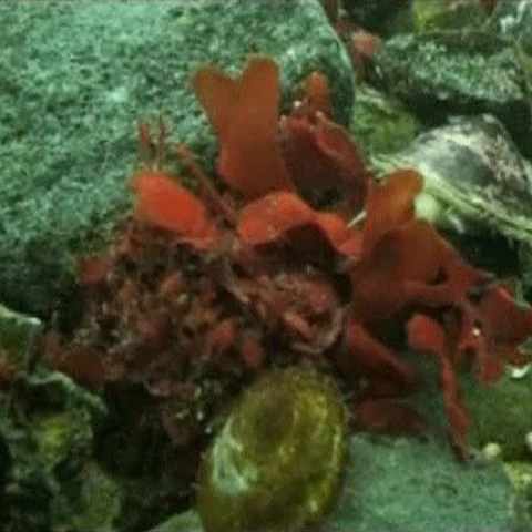 Specialiştii avertizează că încălzirea globală pune în pericol viaţa în Antarctica