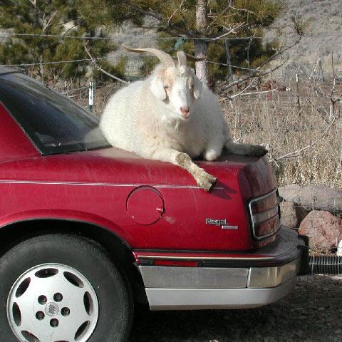 O capră a fost arestată pentru furt de maşină