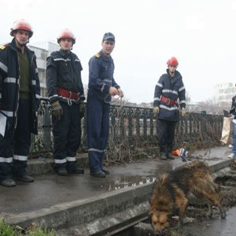 Pompierii aleargă după maidanezii "coafaţi" de "Direcţia pentru căţei" a lui Sorin Oprescu
