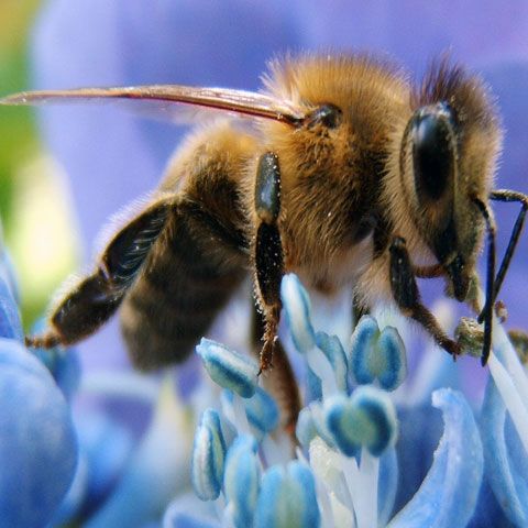 Albinele pot "număra" până la patru