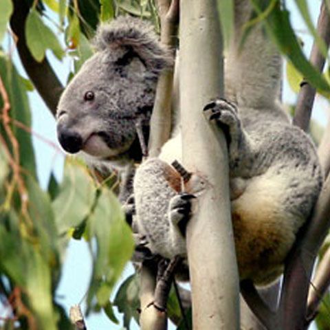 Panda, primul koala care are pagină pe Facebook