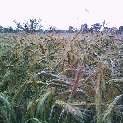 Suprafaţa cultivată ecologic estimată pentru anul 2008 este cu circa 15% mai mare decât cea din 2007